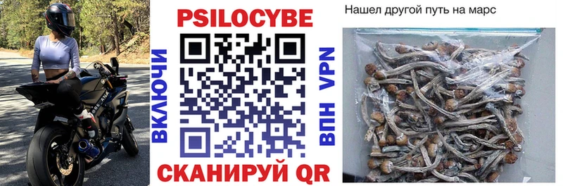 Псилоцибиновые грибы Cubensis  Муравленко 